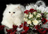 Fluffy White Cat & Flowers